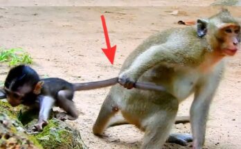 Poor Baby Monkey Daniela Is Always Bullied by a Naughty Young Monkey Grabbing Her Tail and Dragging It